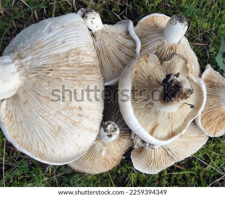 Summer photography of mushrooms in the forest. Ukrainian Carpathians.