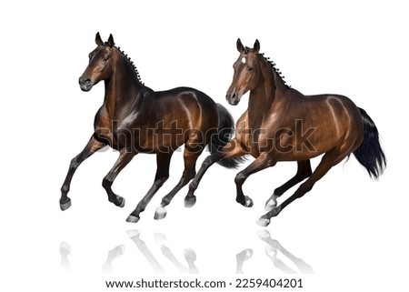 Two braided horse free run gallop isolated ob white background