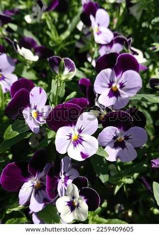 Hybrid pansy with white and violet petals