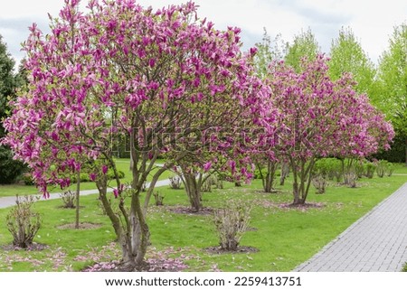 Bushes of blooming Magnolia liliiflora, also known as lily magnolia or purple magnolia in the city park in overcast weather
