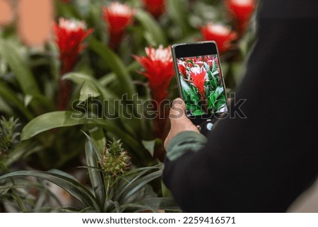Close-up of a mobile screen in a man's hand. He uses the phone to scan red bromeliad with the plant recognition app to choose which plant to buy from the plant nursery.