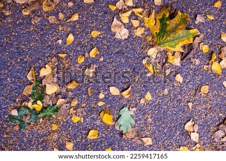 autumn yellow leaves on the surface kmenistoy. Golden leaves give the ground a beautiful appearance High quality photo