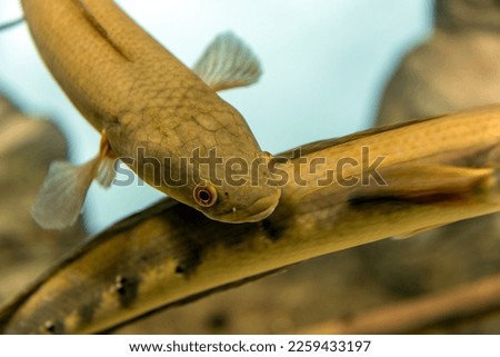 Blowfish or puffer fish (Tetraodontidae) Royalty-Free Stock Photo #2259433197