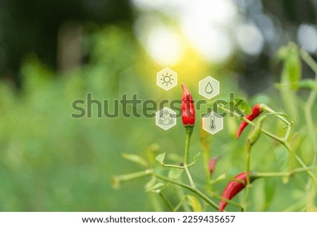 Chilli peppers or red chilies in farm gardening is vegetable use for ingredient of Thai food with smartfarm icon and infographic