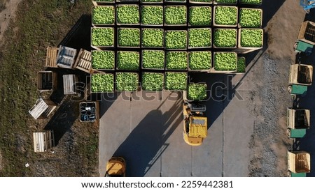 harvest of apples, forklift trucks load, put large wooden boxes full of green apples on top of each other. Wooden crates full of ripe apples during annual harvesting period. top view, aero video. Royalty-Free Stock Photo #2259442381