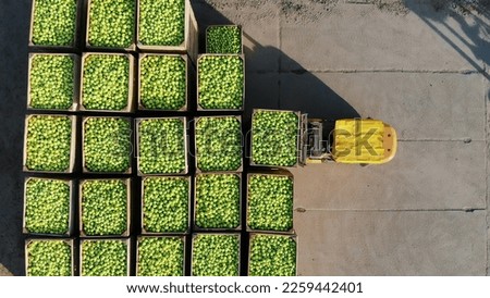 fresh picked apple harvest on farm. small loaders, forklift trucks, machines load, put large wooden boxes, bins full of green apples on top of each other. top view, aero video. Royalty-Free Stock Photo #2259442401