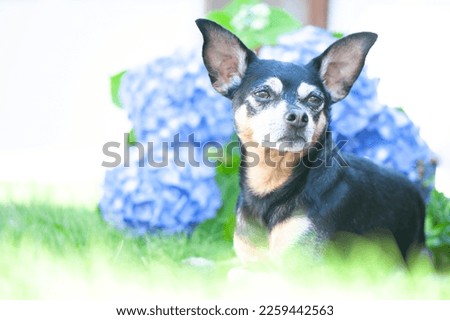 Dog, toy terrier lying in juicy green grass and blue flowers. High quality advertising stock photo. Pets walking in the summer