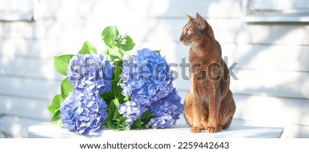 Abyssinian cat, sitting on a terrace with flowers blue hydrangea. High quality advertising stock photo. Pets walking in the summer