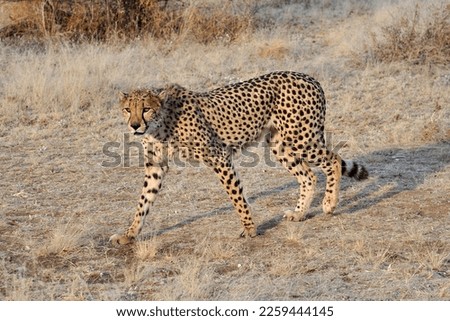 The northwestern African cheetah, also known as the Saharan cheetah, is a subspecies of the cheetah native to the Sahara and Sahe deserts.