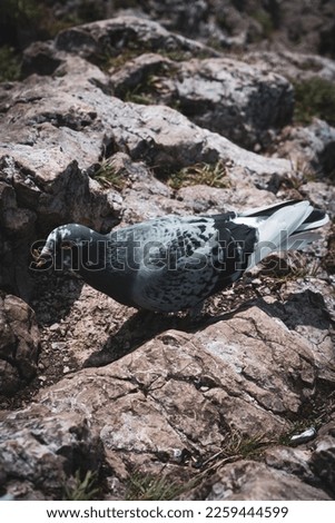 A photo of a pigeon