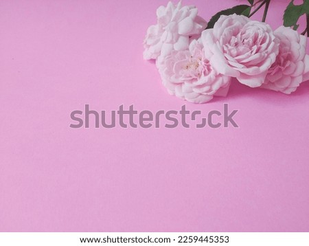 Bouquet of pink roses on pink background. Mother's day, Valentines Day, Birthday celebration concept. Greeting card. Copy space for text