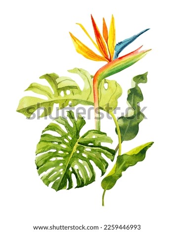 Watercolor hand drawn rainforest tropical leaves and flowers bouquet composition. Botanical illustration isolated on white background. Hand painted watercolor floral clip art