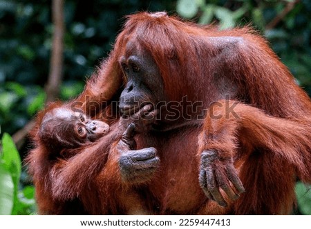 Bonding in the Jungle: Mother and Child Orangutan Royalty-Free Stock Photo #2259447413