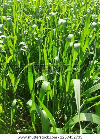 Triticum aestivum or common wheat crop on the field in sun light.  Royalty-Free Stock Photo #2259452733