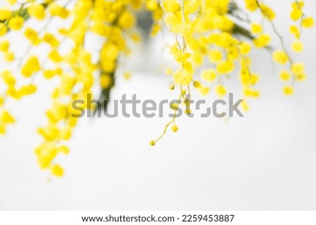 A bouquet of yellow mimosa flowers  on a white background close up. Concept of 8 March, happy women's day. Top view and space for text. Royalty-Free Stock Photo #2259453887