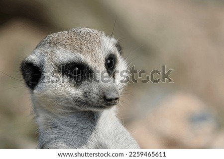 Close-up portrait of a cute meerkat or suricate - Suricata suricatta - watching out for predators. High quality photo