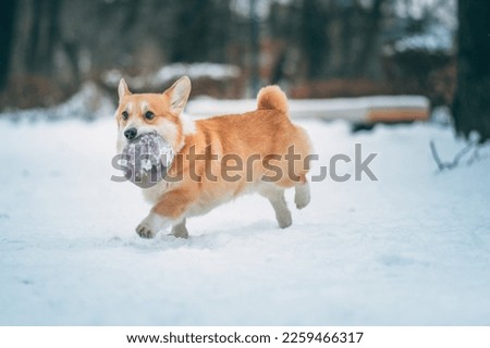 Dog breed Welsh Corgi Pembroke runs with the ball in the snow . High quality photo