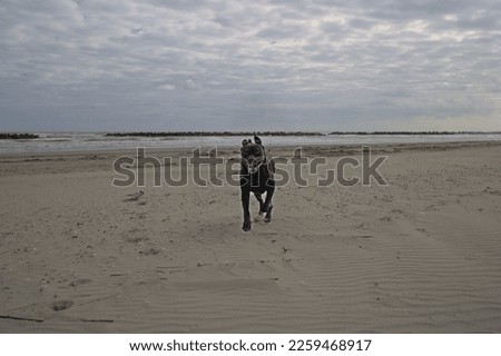 Black dog runs free and happy on the beach 