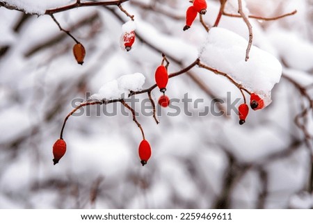 Snow-covered dogrose branches in the winter forest
