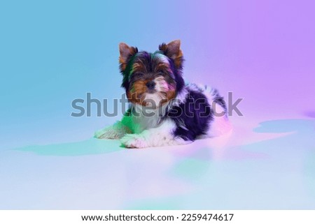 Studio image of cute little Biewer Yorkshire Terrier, dog, puppy calmly lying over gradient purple background in neon light. Concept of motion, action, pets love, animal life, domestic animal.