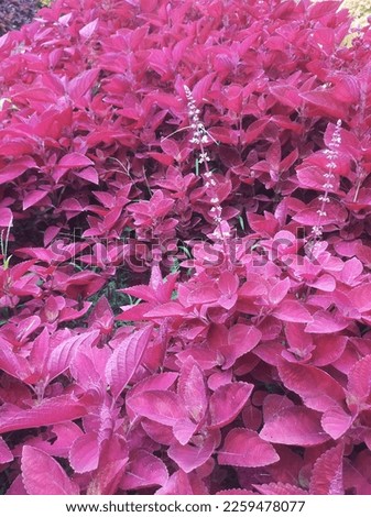 red miana plant, also called beautiful ornamental miana plant, great for background, wallpaper, powerpoint, cover, sample image.