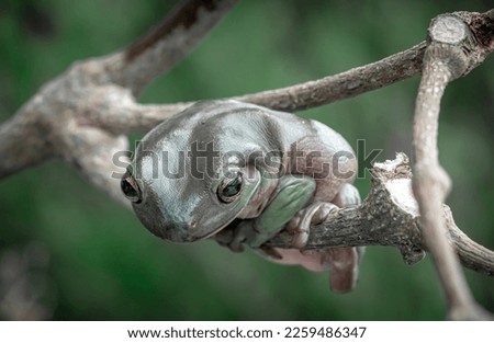 australian green tree frog sitting on a man's finger
