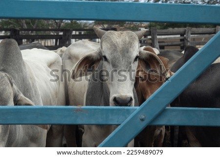Some Nelore oxen and cows on the farm Royalty-Free Stock Photo #2259489079