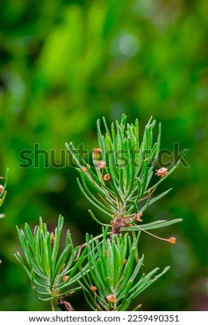 Abha, Saudi Arabia, July 10th 2022- A beautiful picture of mountain plants, mountain grass and mountain flowers