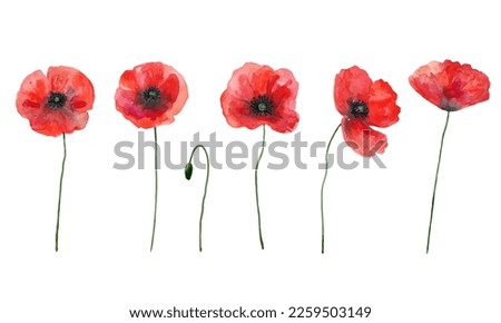 Vector set of red poppies. Colorful meadow wild flowers. Watercolor hand drawn illustration isolated on white background. Royalty-Free Stock Photo #2259503149