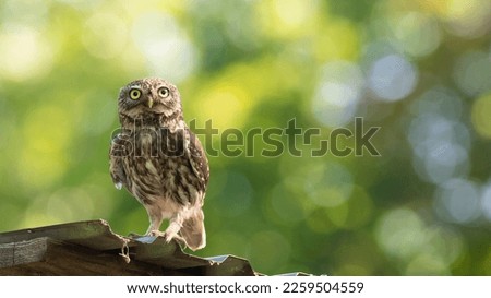 Little owl, Athene noctua. A bird sits on the roof of a building and looks out into the distance