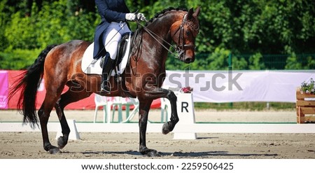 Dressage horse with rider in the test, gait trot with bent raised front leg.
 Royalty-Free Stock Photo #2259506425