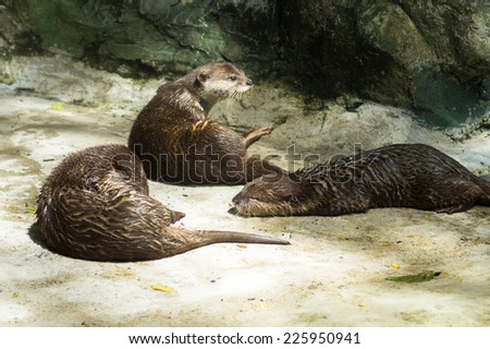 The otters are sunbathe in the morning