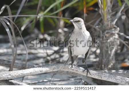 Bahama Mockingbird perched on a branch on the beach in the Exuma Islands