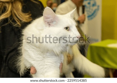 beauty contest for cats the most beautiful purebred cats europe