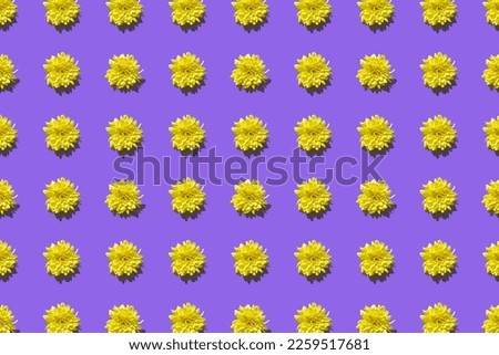 Pattern from yellow chrysanthemum flowers on purple background. Summer, spring or holiday floral concept. Banner. Design for wrapping paper, fabrics, cards. Seamless pattern for wallpaper, texture