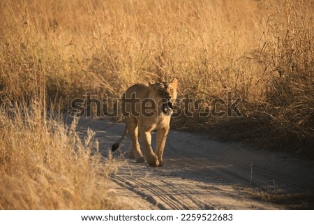 lioness walks alone on a sandy path in the early morning, Botswana