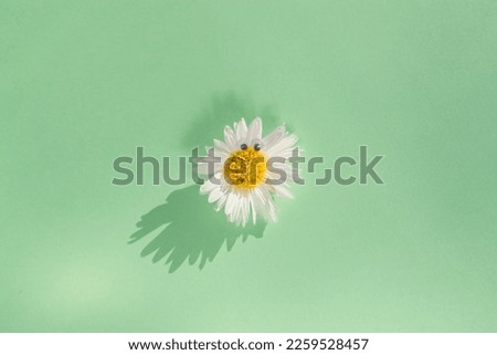 White flower with artificial eyes on a yellow background.  Floral background.  Idea.