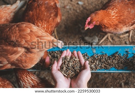 Hand's of farmer holding worms for feeding chicken, organic protein food for hen. Concept of Eco organic chicken farm, free cage. Local farm or agriculture. Happiness environment of chicken.