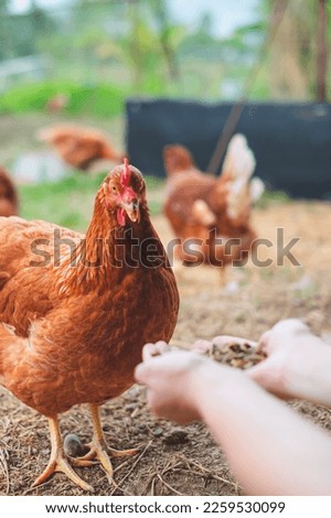 Hand's of farmer holding worms for feeding chicken, organic protein food for hen. Concept of Eco organic chicken farm, free cage. Local farm or agriculture. Happiness environment of chicken.