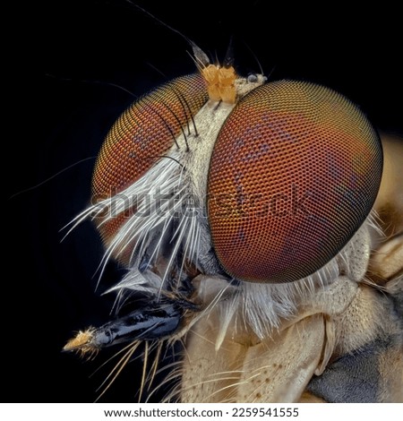 Close up of robberfly eye