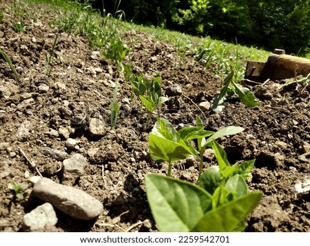 Little growing plant of red chilli peppers in Barbale farm, Atskuri, Georgia
