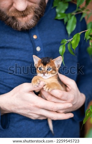 Adorable abyssinian ruddy kitten sitting in mans hands. Cute one month old kitten looking scared. Pets care. World cat day. Image for websites about cats. Vertical image. Selective focus.
