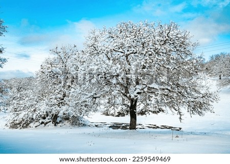 A tree in snowy landscape. High quality photo