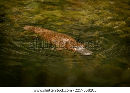 Platypus - Ornithorhynchus anatinus or duck-billed platypus, strange semiaquatic egg-laying mammal marsupial with duck beak and flat fin tail, endemic to eastern Australia and Tasmania.