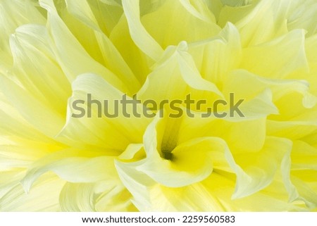 Flowers background. Macro of white petals texture. Soft dreamy image