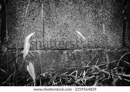 Brick walls and grass growing naturally. black and white photo.
