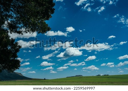 View of a sown field in the Argentine Pampa and the blue sky with white clouds.