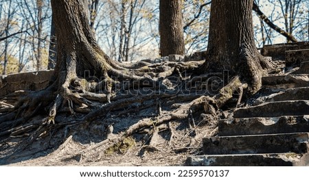 A tree with open roots grows on rocks. background picture. unusual tree roots.