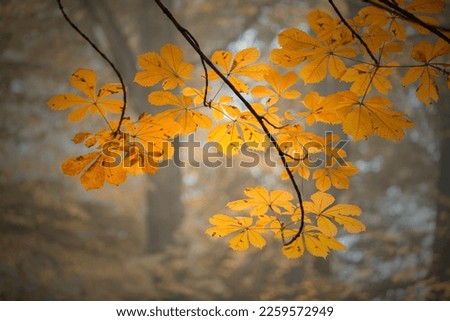 Autumn chestnut leaves. Autumn scenery. Leaf decorations. Pictures on the wall. autumn park. Artistic photos of nature.