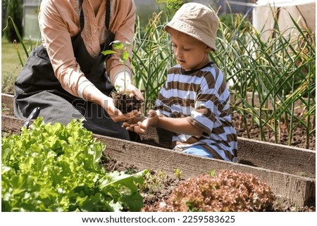 Gardening Family gardeners plant a plant in the ground.Agroculture.plants garden, farming, freelance, work at home, slow life, mood Agriculture, gardening cottagecore, ecology,agrarian life Royalty-Free Stock Photo #2259583625